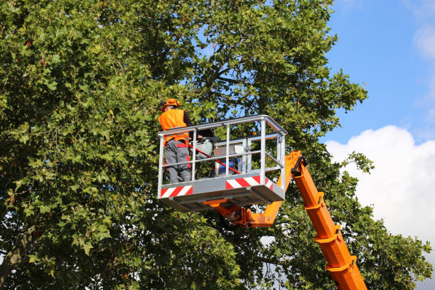 Best Emergency Tree Removal  in Pennington Gap, VA